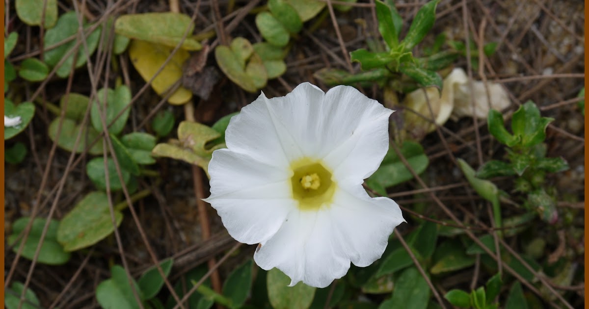 Flowers Around Us By Ridzwan Mn Convolvulus Arvensis Orchard Morning Glory Bindweed Field Bindweed