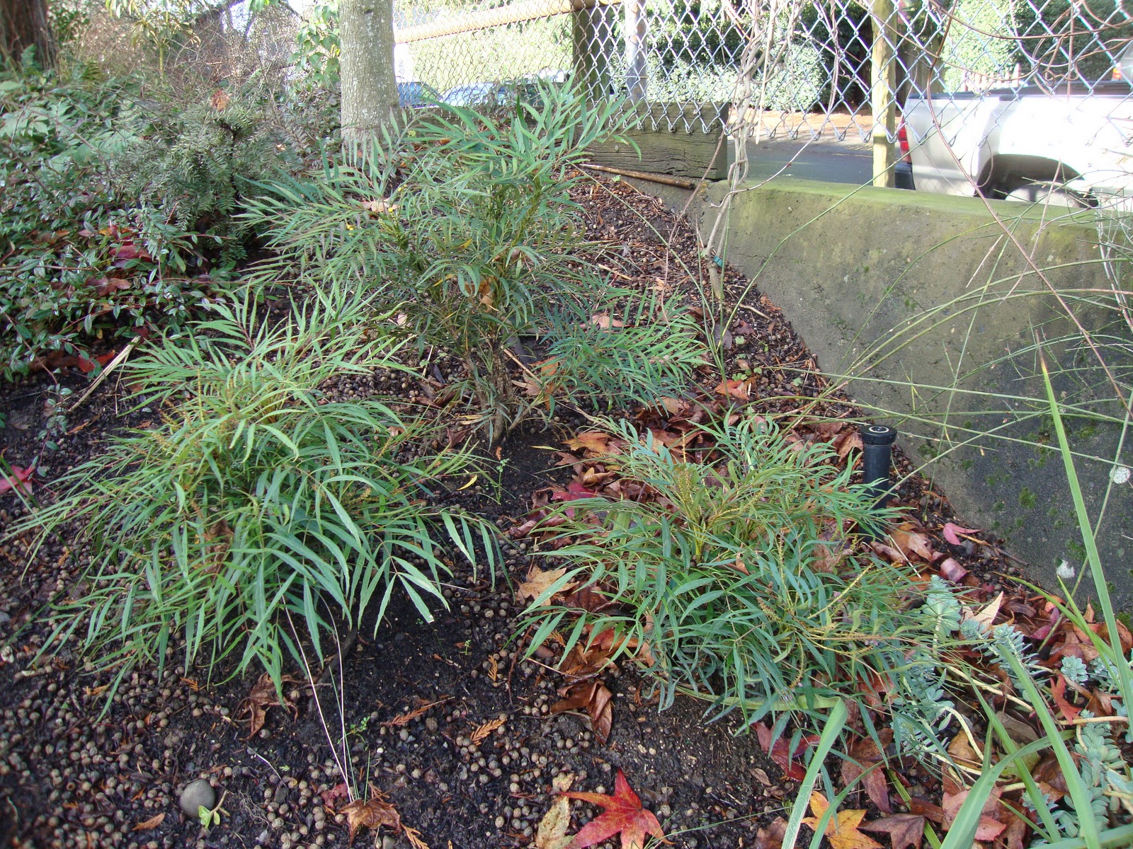 Danger Garden Mahonia They Re My Favs At The End Of November