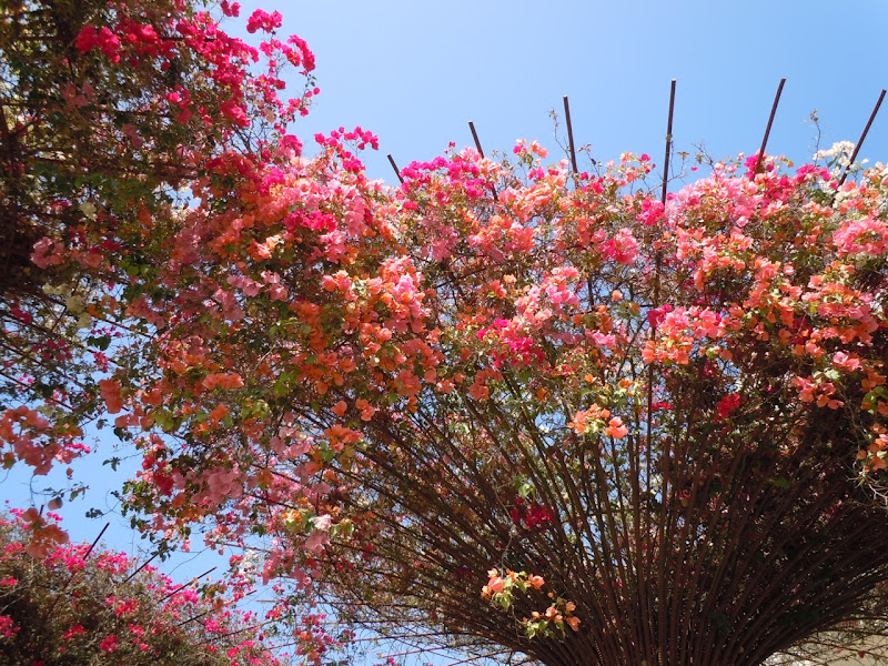 The Getty Garden