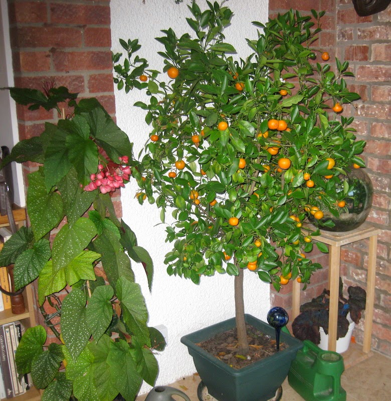 Roger Brook the no dig gardener Growing our calamondin orange