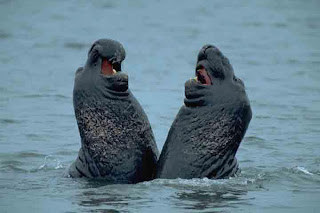 Photo copyright Bob Gress via the Nature Conservancy