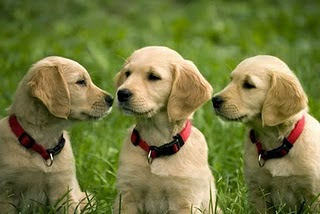 Golden Retriever Puppies Photos
