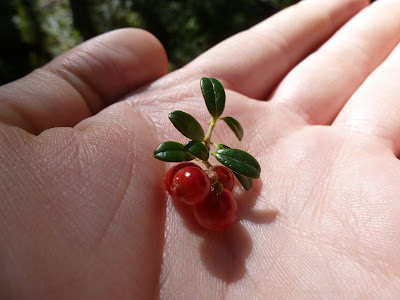 Some of the low-lying bog cranberries we found