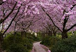 Don't Forget : The Cherry Blossoms Are Coming To High Park In May !
