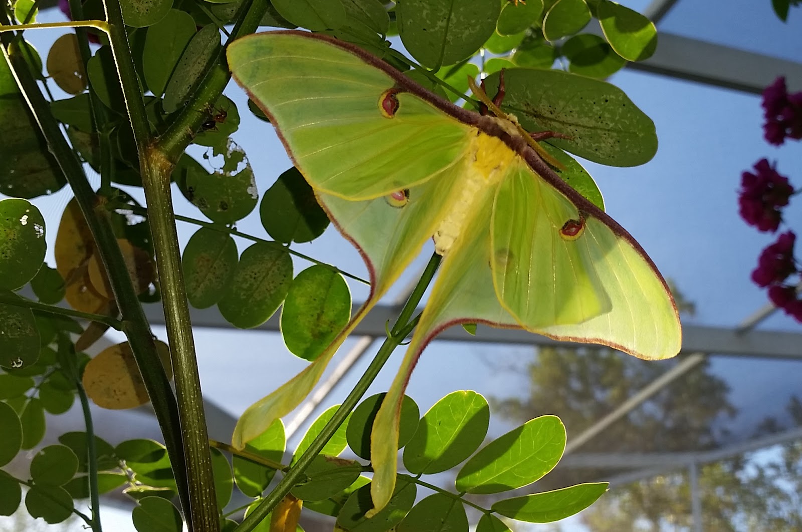 MOSI Outside Luna Moth