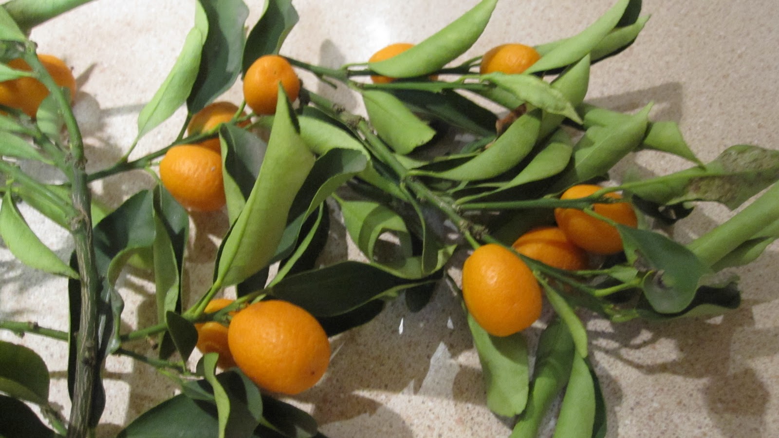 Cannundrums: Kumquat