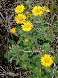 Prairie Coreopsis??!?