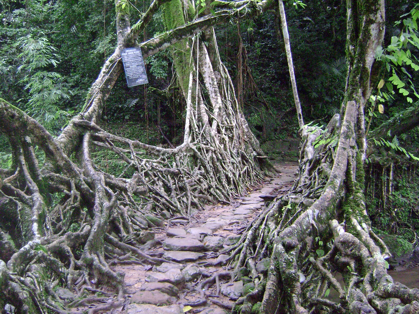 Bridges Bridges Made From Tree Roots