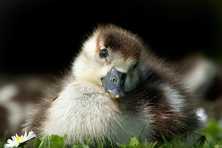 innocent duck baby animal 
