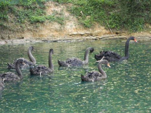 Black Swan Babies