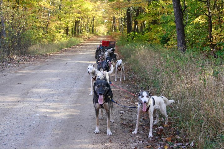 Diamond Natural Dog Food Puppy Diamond Natural Dog Food Puppy