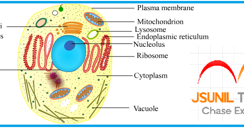 The fundamental unit of life | biological membrane | cell 
