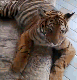 Funny animal gifs - part 116 (10 gifs), tiger and dog