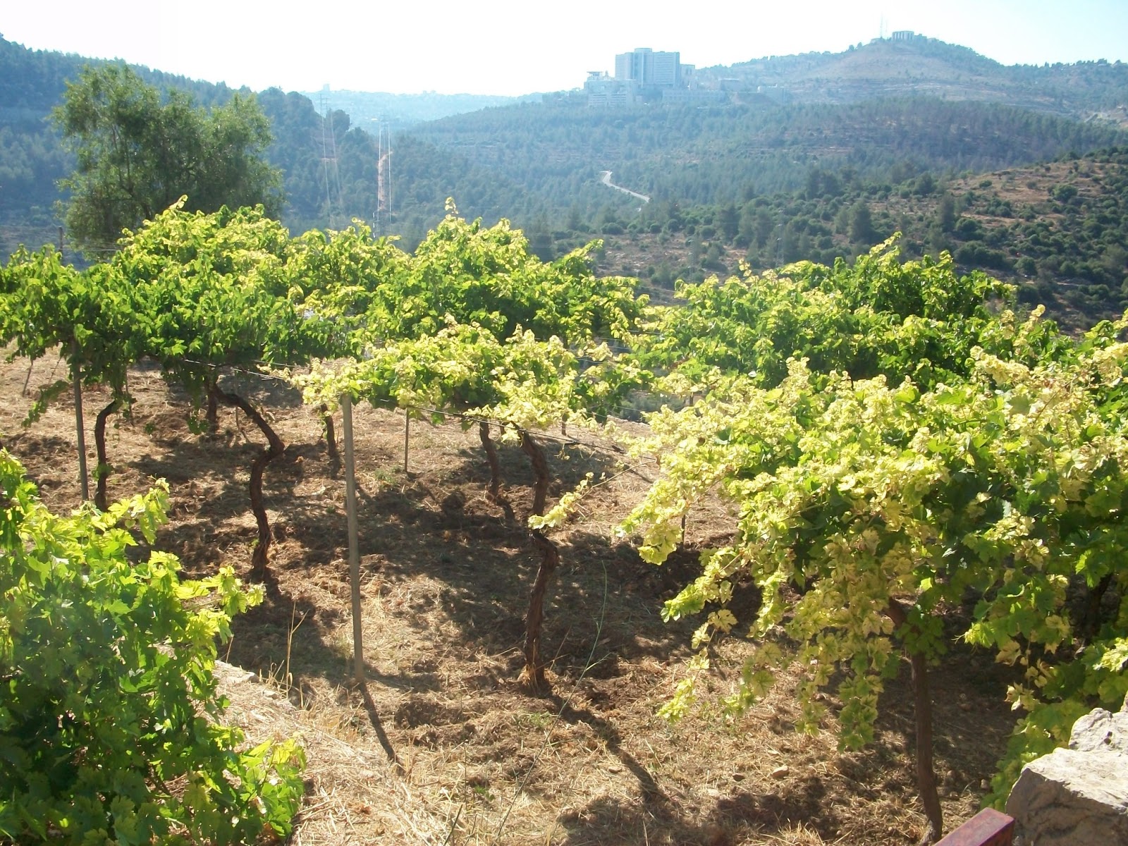 Israel 2015 Day Eight Judah, Shephelah, Philistia Field Study