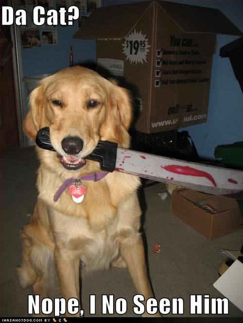 funny+cat+pictures+with+captions+%28155%