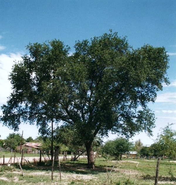 Fotos de La Forestal Norte de Santa Fe Quebracho Colorado