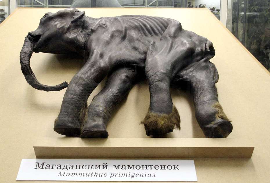 Bebé mamut. Museo de Historia natural. San Petersburgo, Rusia. Foto: Vladimir Gorodnjanski