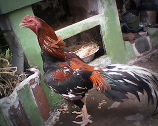 Kriteria ayam bangkok aduan yang tangguh