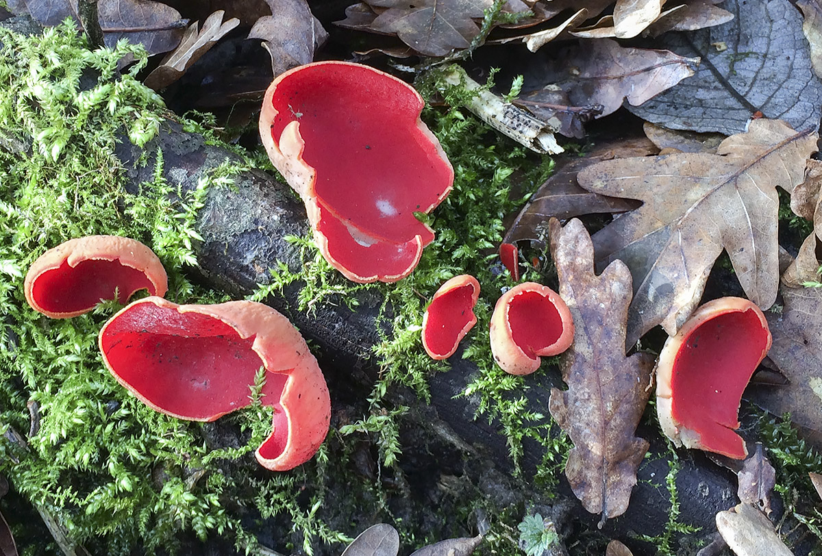 Sarcoscypha species, Scarlet Elf Cup. Sevenoaks Wildlife Reserve, 22 February 2014. Sarcoscypha species, Scarlet Elf Cup. Sevenoaks Wildlife Reserve, 22 February 2014.
