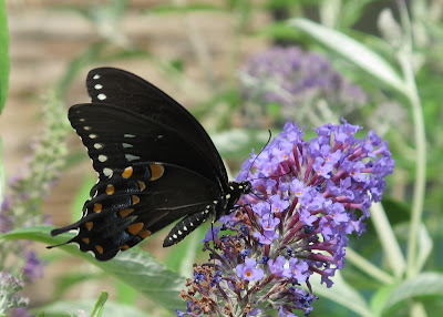 Black Swallowtail, Papilio polyxenes 1