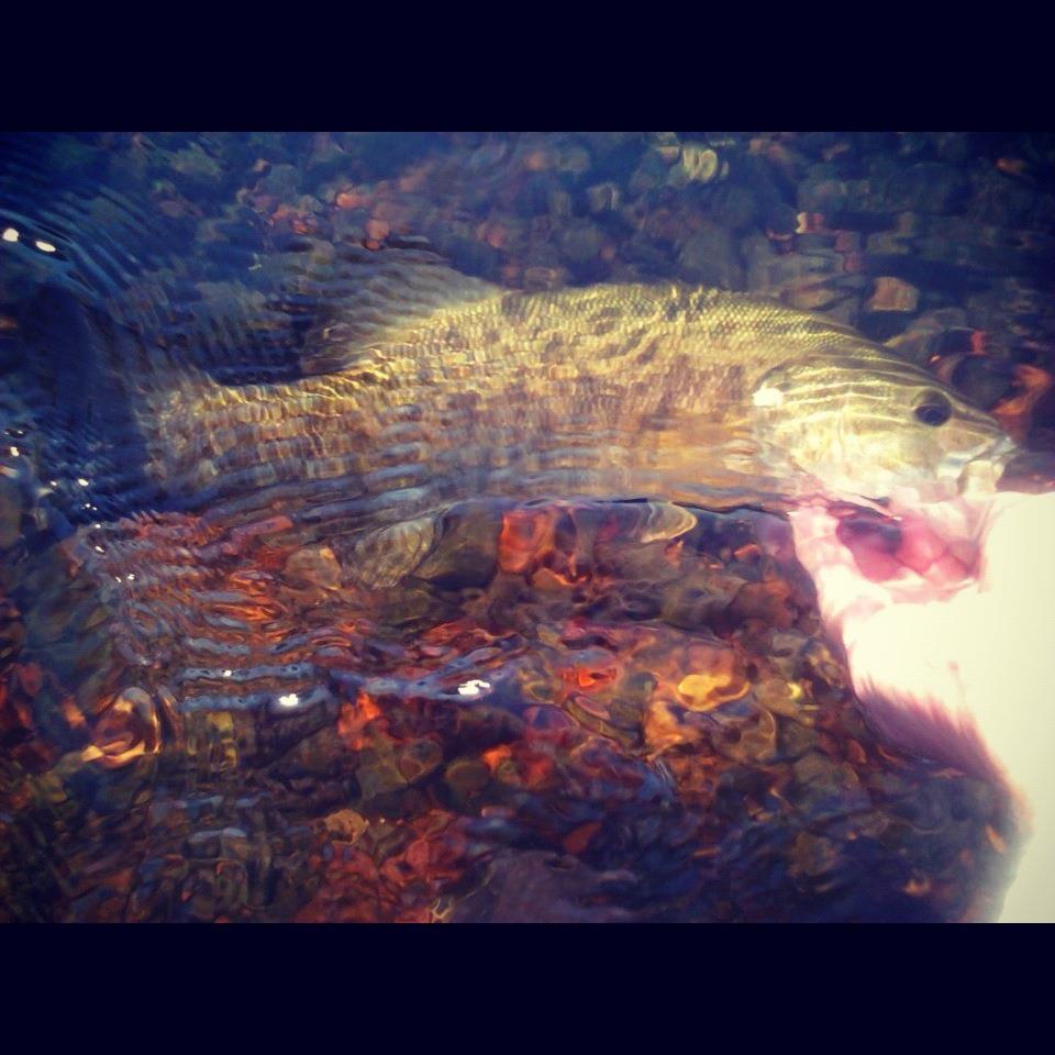 Bass Fly Fishing