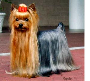 well dressed Beautiful dog breed Yorkshire Terrier in the party(occassion) on red carpet with brown and silver color hair.