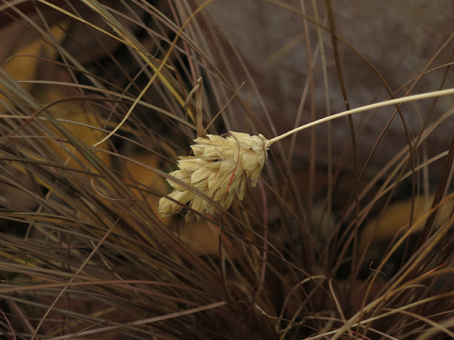 THE HUSK OF CANARY GRASS AFTER IT HAS DROPPED ITS SEEDS IN FRONT OF CAREX GRASS