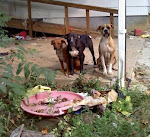9/13/11  Project Paws Animal Rescue is a Very Small, All Volunteer, Rescue with 3 Foster