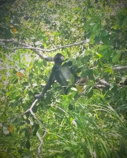 Spider Monkey Spider Monkey Belize Lamanai jungle river
