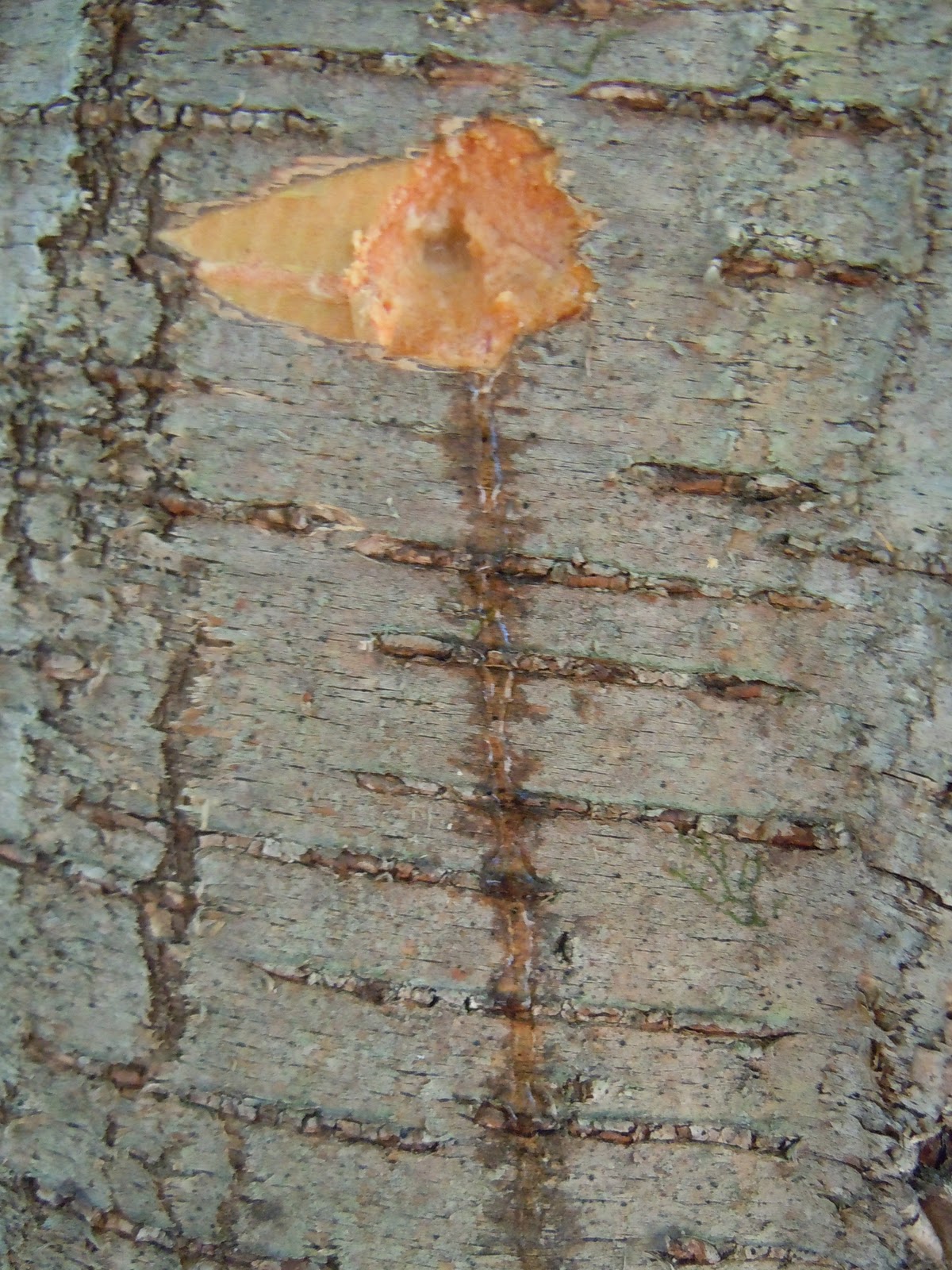 Goat Eats Birch sugar part 1