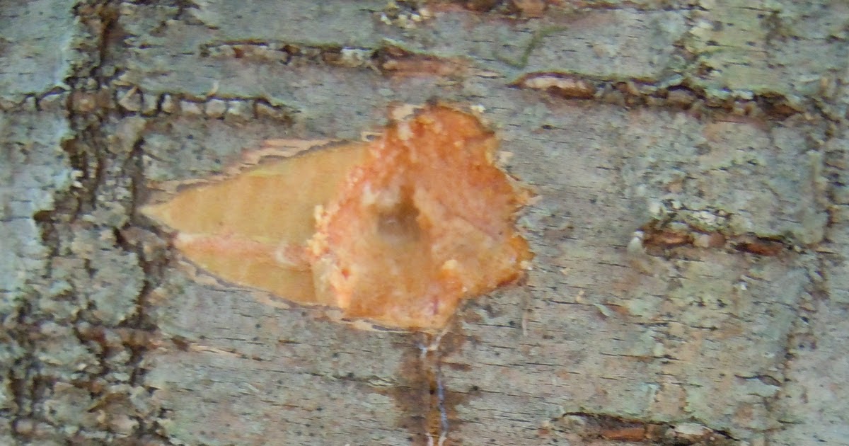 Goat Eats Birch sugar part 1