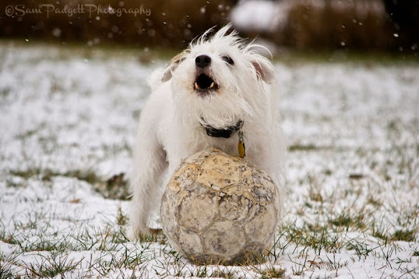 Animals Are Seriously In Love with Soccer