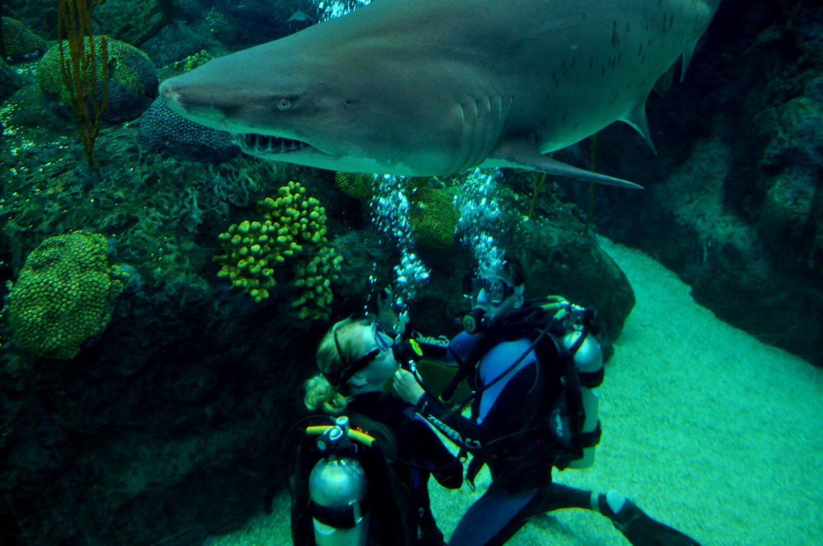 Diving With Sharks at the The Florida Aquarium in Tampa Bay