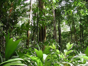 Amazon rainforest Plants