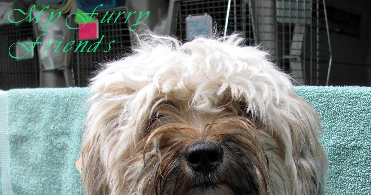 Can Dogs Get Depressed After A Haircut Can Dogs Get Depressed After A Haircut