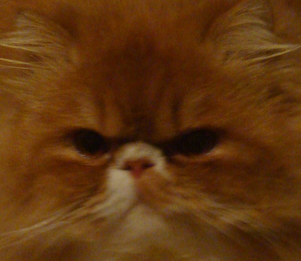 KONUŞSAM BİR TÜRLÜ, SUSSAM 1000 ) PAŞA KEDİMİZİN MANZARALARI