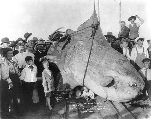 http://4.bp.blogspot.com/-HK5OReAqeZg/UbRmB0GsrlI/AAAAAAAABmo/sgeMSc36nEc/s1600/Enormous_Sunfish_1910,1tonneetdemi.jpg
