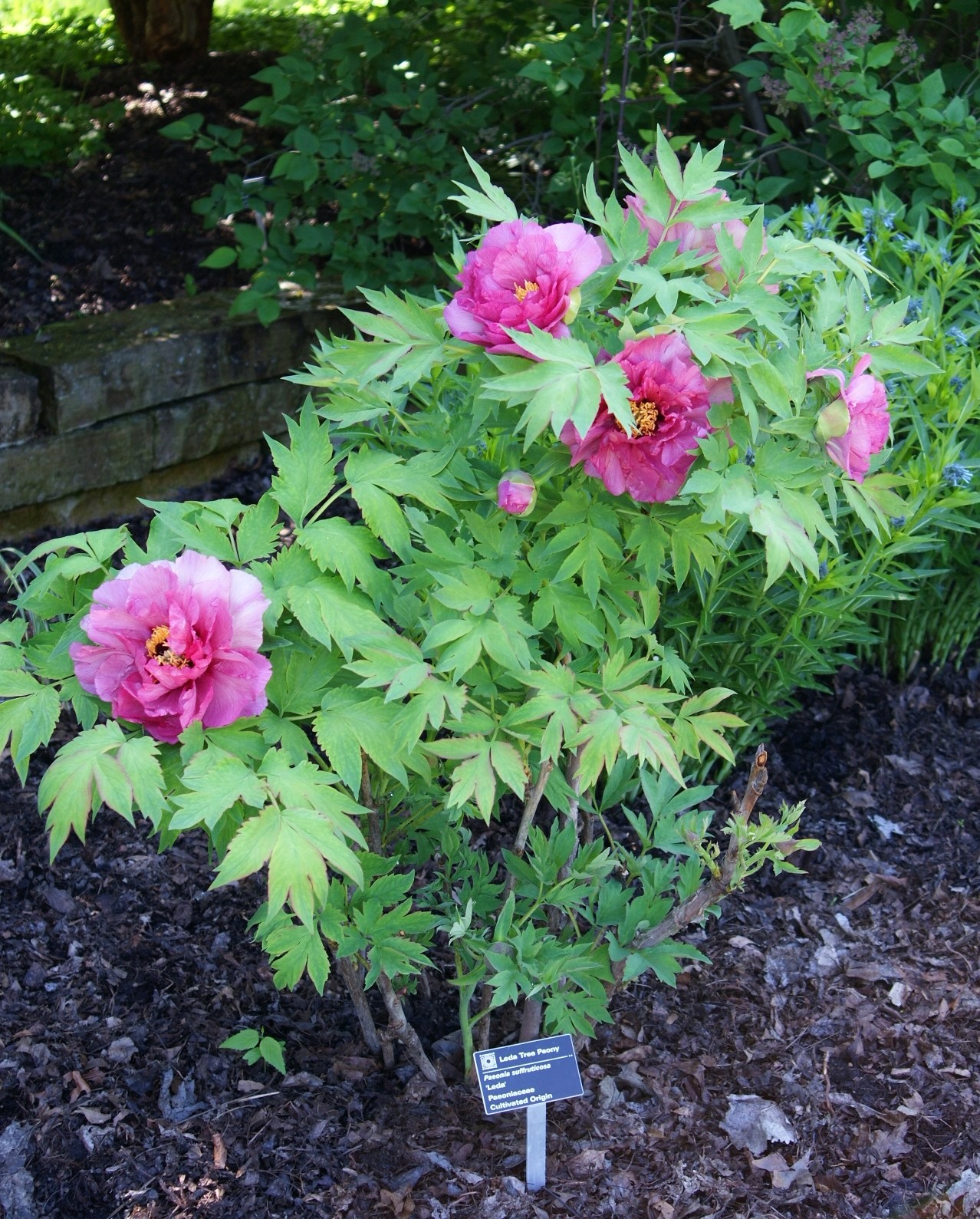 Visit My Garden Japanese Tree Peonies at Olbrich