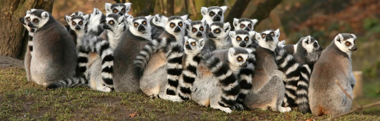 africa-madagascar-group-of-lemurs.jpg