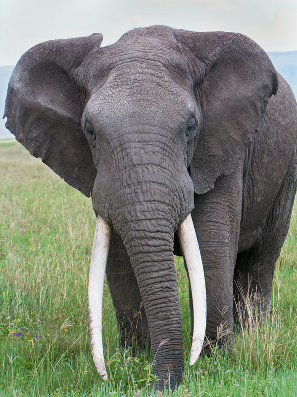 Elephant Nature Park Checklist Elephant Nature Park Checklist