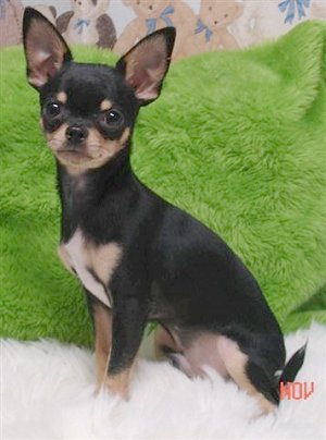 Chiwawa Puppies on Chihuahua Dogs The Very Smallest Dog Breed The Chihuahua Dogs Is Ever