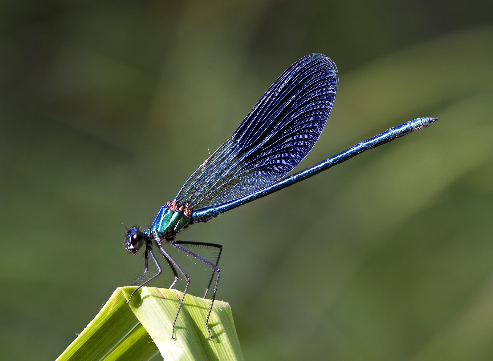August 2012 - Insects Morphology