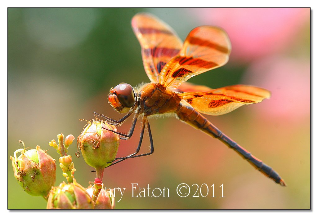 IMAGE: http://4.bp.blogspot.com/-HKpMXABQrN8/TiC394_epII/AAAAAAAAFNc/CzUpe-DtL-E/s1600/IMG_4316.jpg