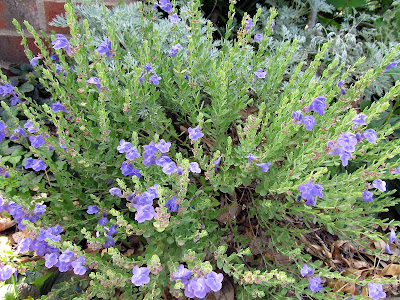 Annieinaustin,purple skullcap