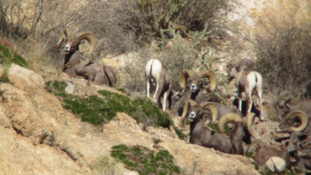 AZ+Desert+Sheep+Hunt+Photos+Big+Rams+Arizona+Desert+Bighorn+Sheep+Society+pics+with+Colburn+and+Scott+Outfitters+8.JPG