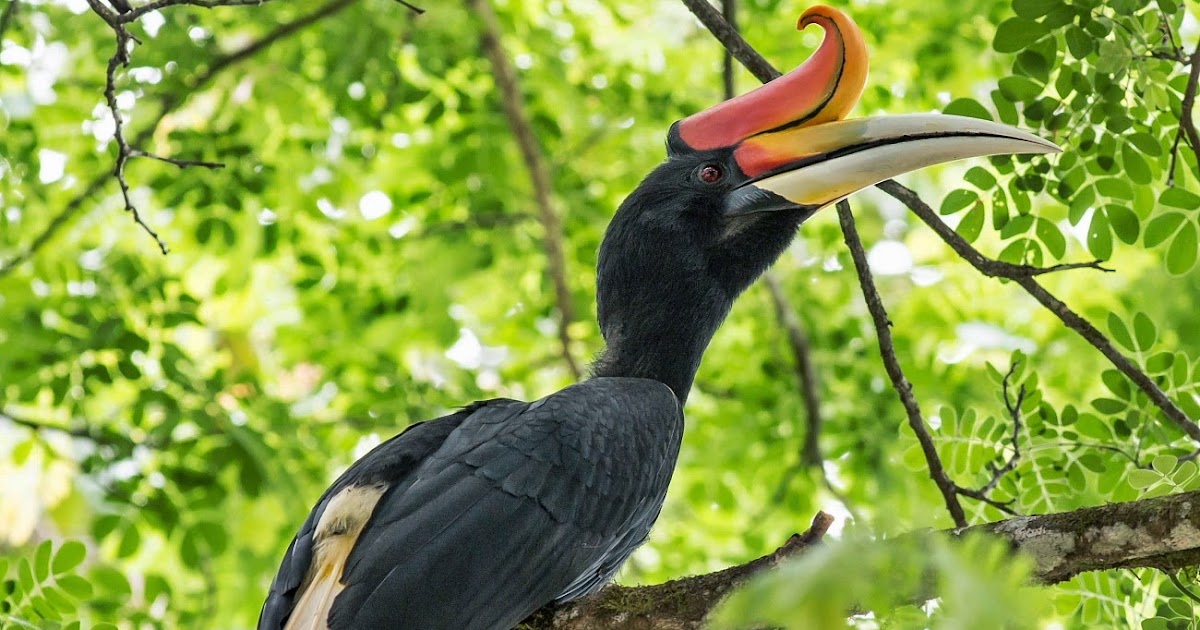 Asian rainforest birds