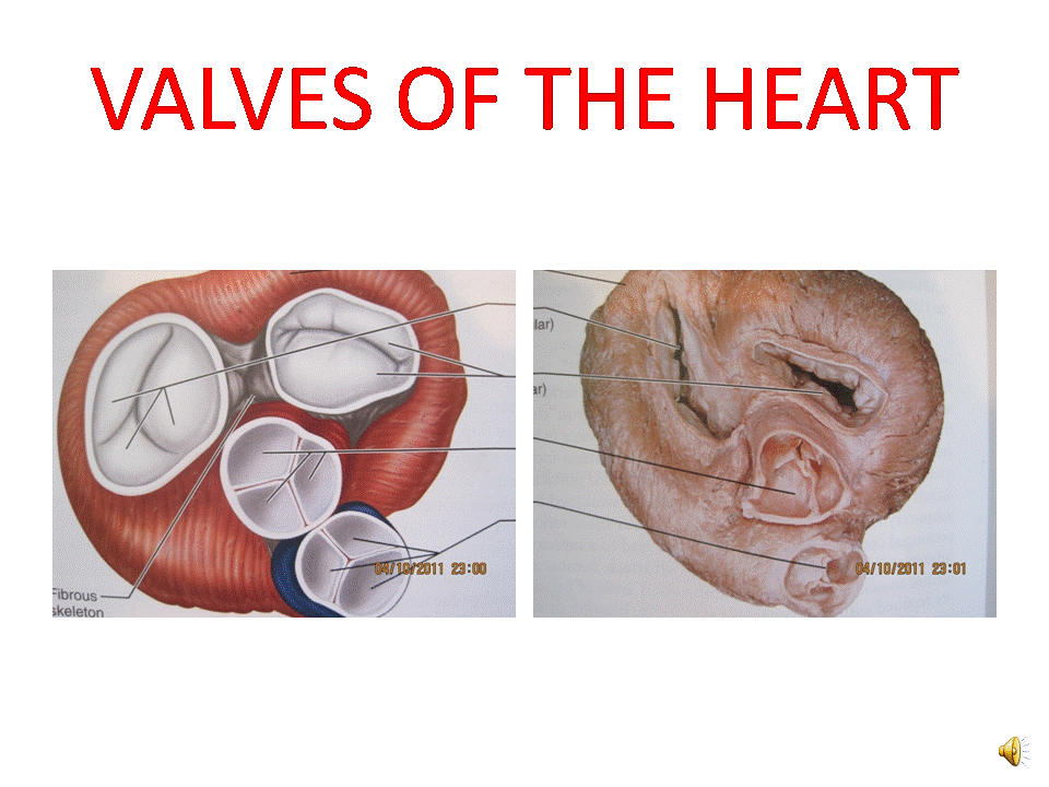 Anatomy and Physiology 2 Eportfolio Objective 24 Structures of the Heart Biology Diagrams