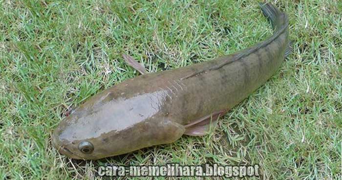 kebiasaan ikan gabus di alam liar kebiasaan ikan gabus di alam liar
