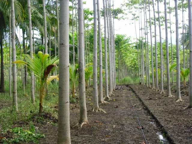 Cara penanaman dan perawatan benih pohon jabon agar pohon jabon dapat bertumbuh dengan baik