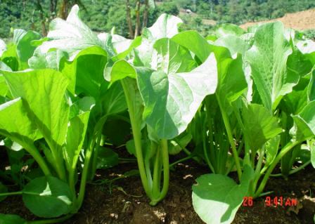 Manfaat Dan Khasiat Sawi Hijau Untuk Kesehatan Tubuh | info-info kesehatan